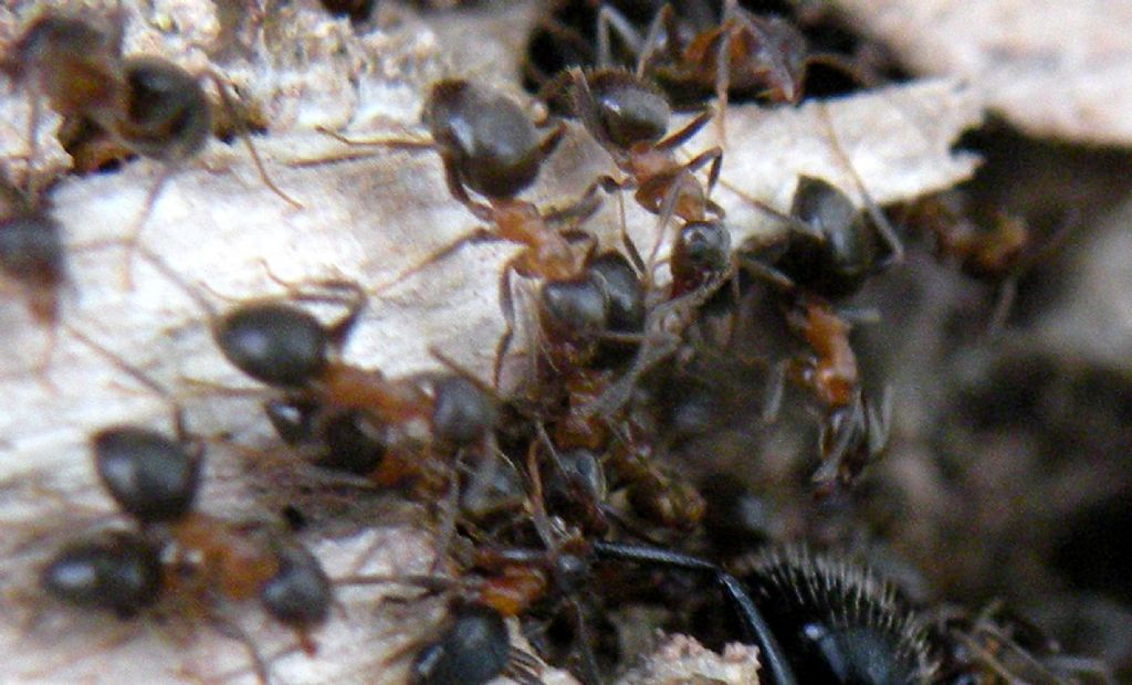 Il massacro di un Camponotus